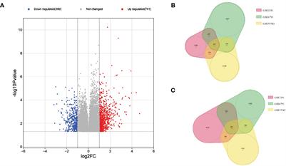 Identification of p53-target genes in human papillomavirus-associated head and neck cancer by integrative bioinformatics analysis